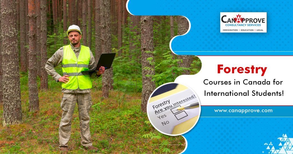 Forestry Courses in Canada for International Students!